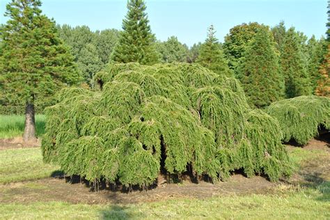 De tsuga canadensis 'pendula' is een canadese hemlock als bonsaiboom. Tsuga canadensis 'Pendula' - Van den Berk Boomkwekerijen