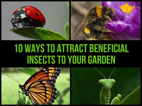 12 Beneficial Insects For Your Garden And How To Attract Them