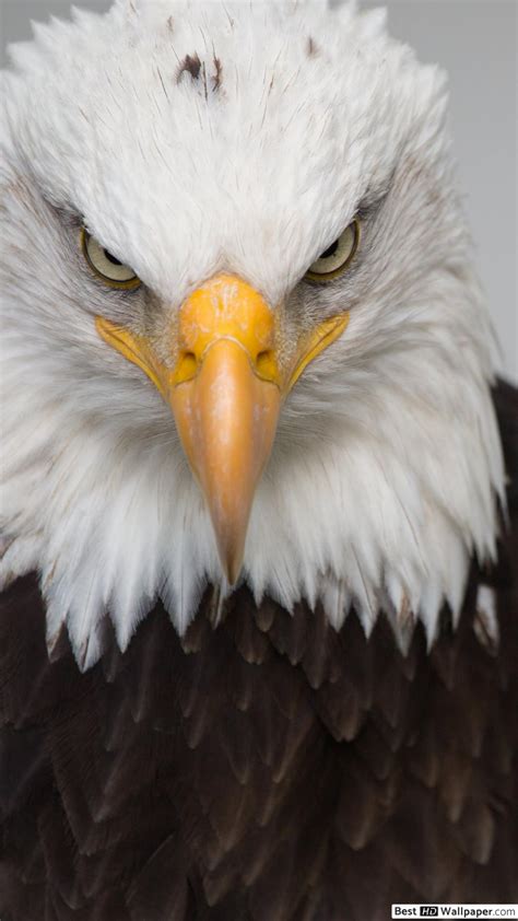 Bald Eagle Phone - 1080x1920 Wallpaper - teahub.io