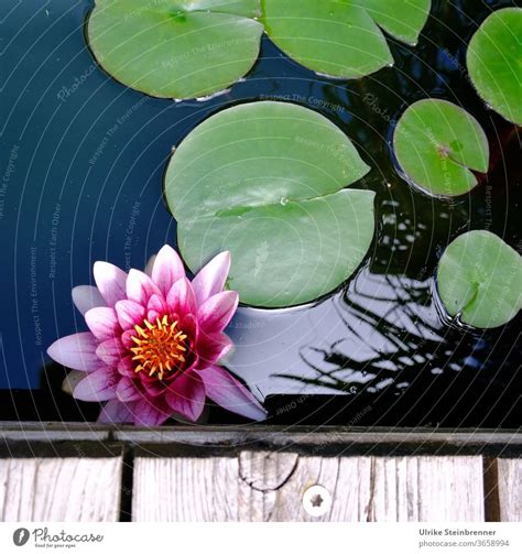 Beautiful Flower Of A White Water Lily And Reflection On The Water