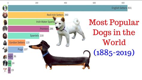 Most Popular Dogs In The World 1885 2019 Youtube