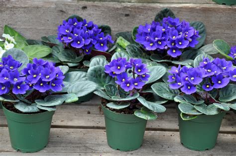 Pot For African Violets 10 Planters Perfect For Saintpaulia Flowers