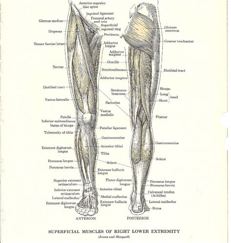 The sacrum bone is almost always noticeable, no matter what the body type the accompanying muscle diagram reveals the position of the muscles of the lower legs in this pose. Leg Muscle Diagram Leg Muscle Anatomy Chart Human Anatomy ...