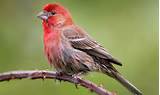 Photos of House Finch Compared To Purple Finch