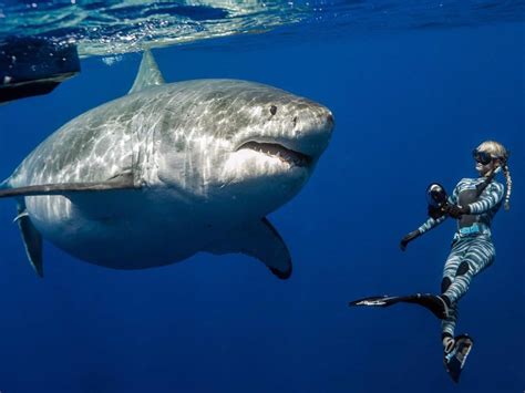 This Majestic And Big Great White Shark Is Named Deep Blue She Is
