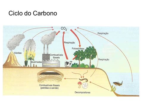 Ciclo Do Carbono Legado Consultoria Jr