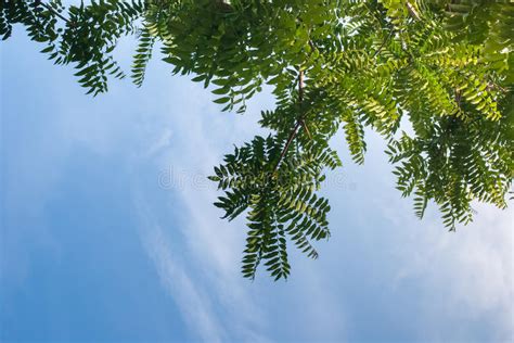 Green Tree And Blue Sky Stock Photo Image Of Blue Clear 39937006