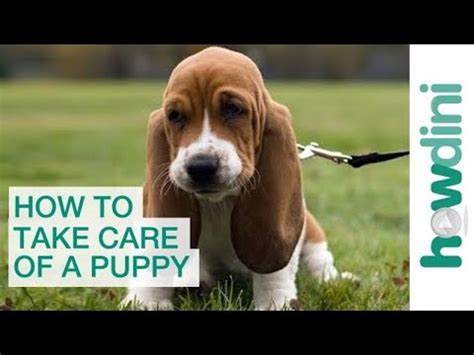 The lhasa apso has a long and beautiful coat, but the humanlike hair doesn't constantly drop all over the house or cling to your clothes. How to Take Care of a Puppy: Bringing a Puppy Home - YouTube