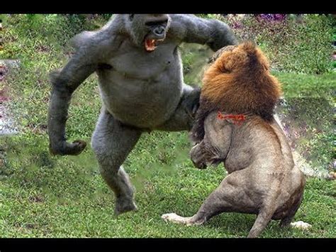 Gorillas are four to ten times stronger than humans; Baboon vs Lion - Animals Sudden attack chimpanzees, Lion ...