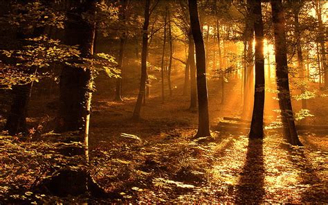 Sunset And Woods Forest Sunset Woods Hd Wallpaper Peakpx
