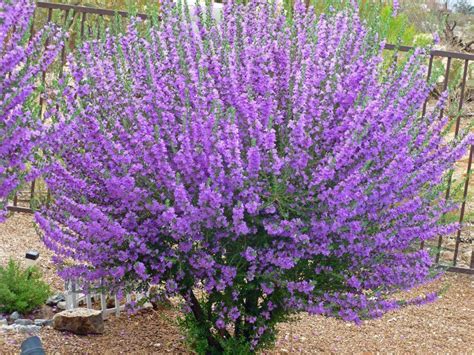 Arizona Sage Shrubs With Purple Flowers Flowering Bushes Purple