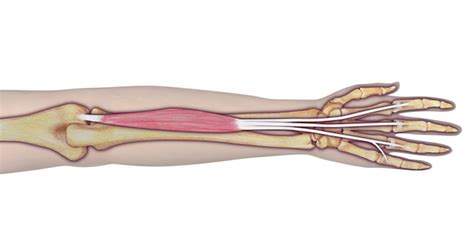 Hand » diagram of the hand and tendons diagram of the hand tendons anatomy organ categories: Muscle Test and Tendon Exam: Extensor Digitorum Communis ...