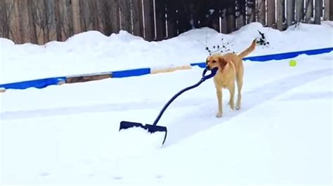 Best Dog In The World Shovels Snow For Her Owner Makes All Other Dogs
