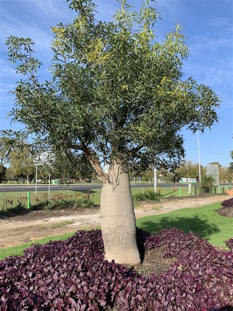 Queensland Bottle Tree Brachychiton Rupestris