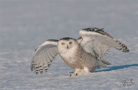 Funny Universe Beautiful Snowy Owls