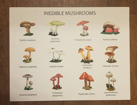 Mushroom Poster Mushroom Field Guide Canvas Print Etsy