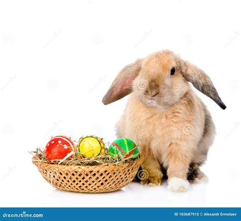 Rabbit With Basket Easter Eggs Isolated On White Background Stock