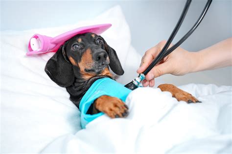 Helping Your Dog Recover From An Acl Surgery Doggy Brace Funny Dog