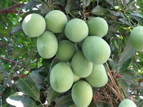 Hotels near buah tangan, kuala lumpur on tripadvisor: Buah Tangan untuk Dospem - Kompasiana.com