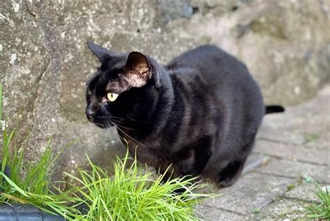 Black Bengal Cat Facts About The Melanistic Bengal With Pictures