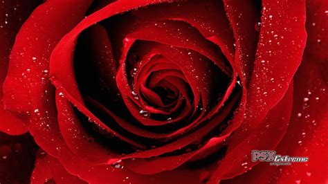 ☐ 1920x1080 pixel | 314 views. Red Rose Wallpapers | HD Background Images | Photos | Pictures | YL Computing