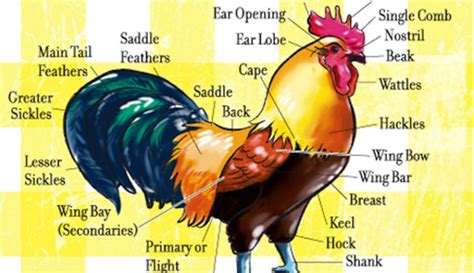 Chicken Anatomy 101 Hobby Farms