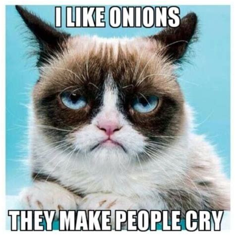 30 Most Funny Grumpy Cat Pictures And Memes