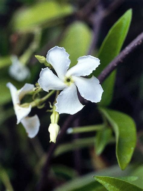 The flowering vine grows between 10 and 30 ft. Star Jasmine Fragrant Climber for Shade | Climbers for ...