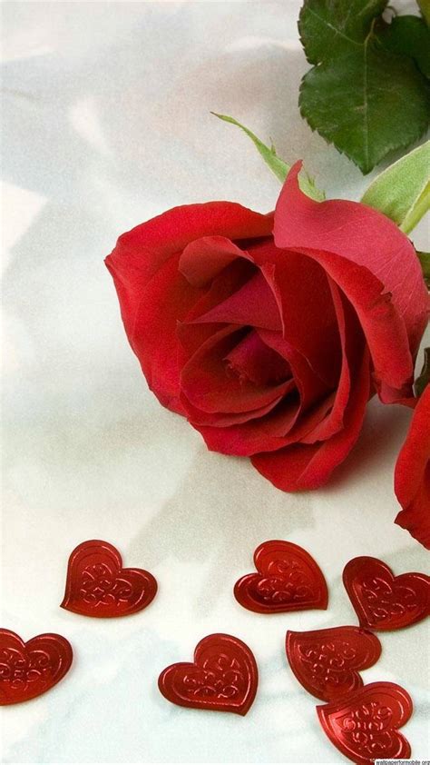 Rose Wallpaper Cute Rose Wallpapers Mobile Supportive Guru