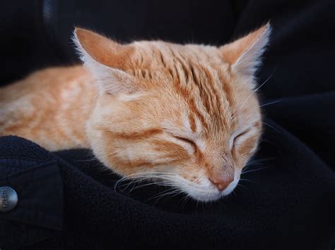 Hd Wallpaper Orange Tabby Cat Laying On Black Textile Red Red Cat