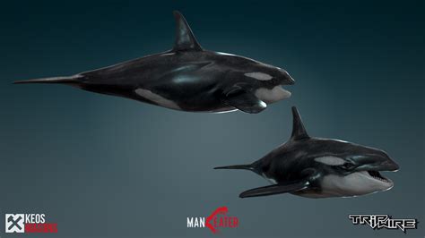 Keos Masons Maneater Killer Whale