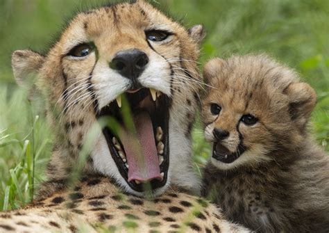 Fossil Rim Crosses Threshold Of 200 Cheetah Cubs Fossil