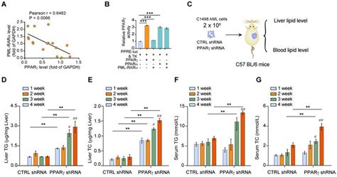 Pml Rarα Interaction With Trib3 Impedes Pparγrxr Function And Triggers