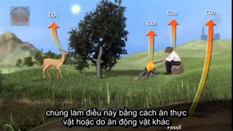 Chu Trinh Cacbon Youtube