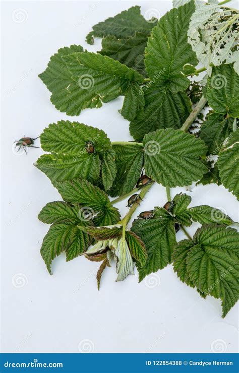 Japanese Beetle Infestation Stock Photo Image Of Nature Invasive