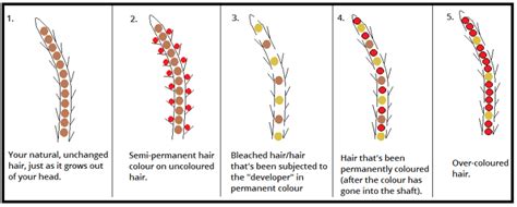 The cuticle keeps opening until it's so open that nothing holds it together, says warren. Bleaching hair and hair extensions