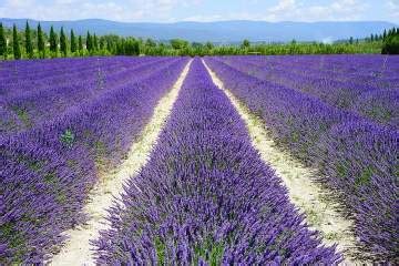 Starts with observing first that the origin of the universe is em radiation(alone) as per our cosmic observations. How Much Space do Lavenders Need to Grow? - Gardener Report