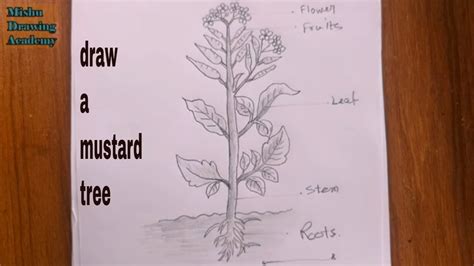 How To Draw Mustard Tree Step By Step Easy Youtube