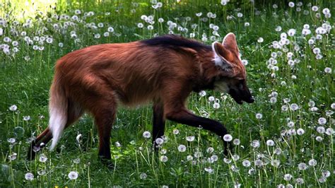 Maned Wolf Hd Wallpaper Background Image 1950x1097