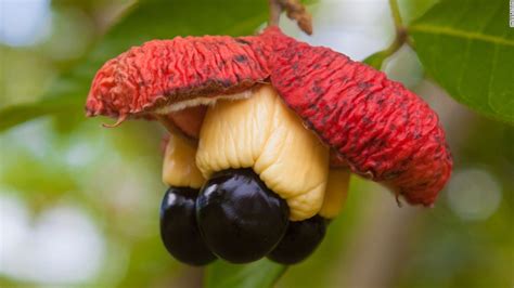 We did not find results for: Fruits and veggies that could poison you - CNN