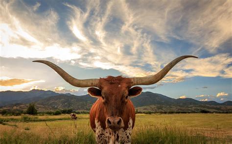 Texas Longhorn 1366x853 Download Hd Wallpaper Wallpapertip