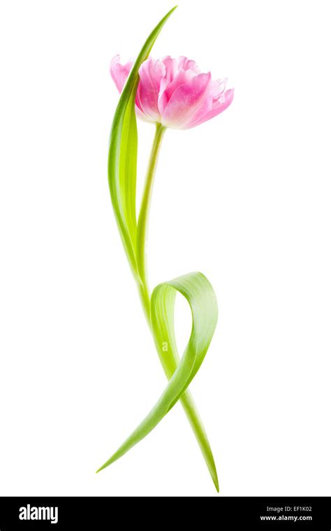 Pink Tulip Isolated Stock Photo Alamy