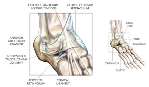 Sports Injury Bulletin Anatomy Ankle Deep In The Wrong Diagnosis