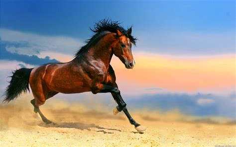 Free Download Horses Wallpapers Hd Toptenpackcom 1920x1200 For Your