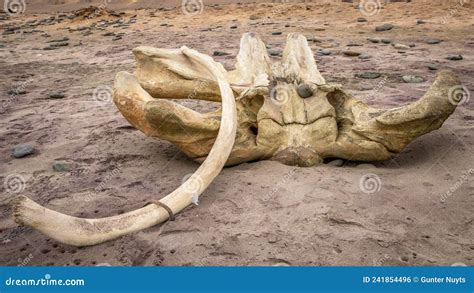 Bones Of A Whale At Skeleton Coast Namibia Stock Photo Image Of