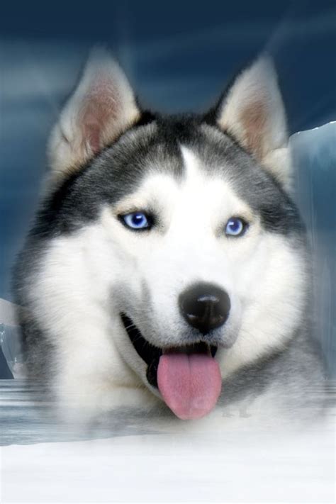 7 Nice Pictures Of Sled Dogs Biological Science Picture