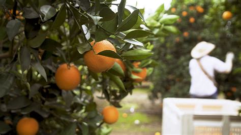 Video Can Science Save California Citrus From Greening Disease Ucsd