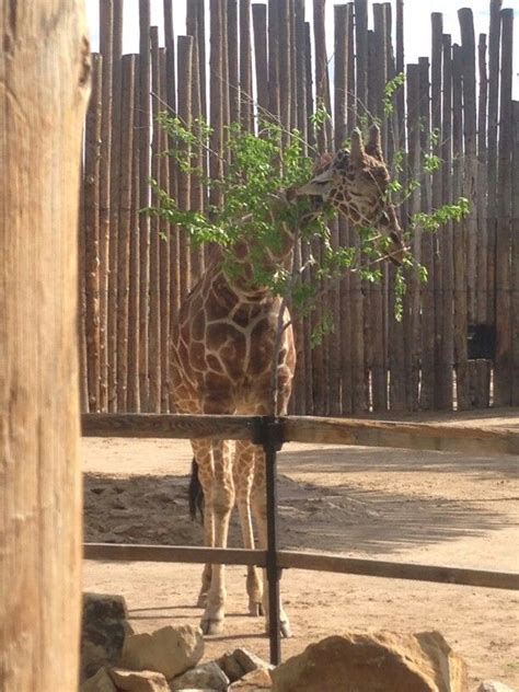 Abq Biopark Zoo Nm Zoo Animals Giraffe