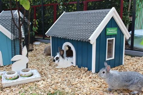 (4) wir haben ihnen auch kunstrasenmatte für ihr bunny haus gegeben, da es ihnen das gefühl gibt, dass sie zu hause sind und sich auch wunderbar fühlen. Kaninchendorf | Kaninchen freigehege, Kaninchen, Kaninchen ...