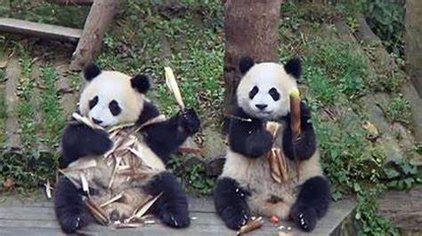Happy Thanksgiving Pics Of Panda Toddlers Devouring Pounds Of Bamboo